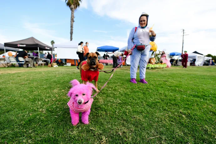 A résztvevők a Haute Dog Howl'oween felvonuláson 2021. október 31-én, a kaliforniai Long Beachen – Fotó: Chelsea Guglielmino / Chelsea Guglielmino / Getty Images