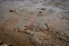 A határértékeket ezerszeresen is meghaladó rákkeltő anyagokat talált a Greenpeace a Duna-parton