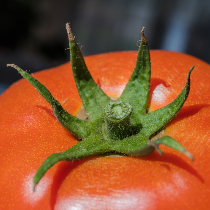 Úgy tűnik, hogy kifulladtak az élelmiszerboltok az árcsökkentésben