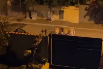 Órákon át bóklászott egy oroszlán egy olasz kisváros utcáin