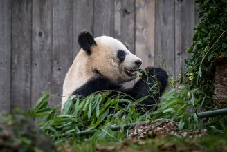 Mi következik néhány pandából a világpolitikában? Sokkal több, mint gondolnánk
