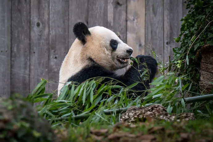 Mi következik néhány pandából a világpolitikában? Sokkal több, mint gondolnánk