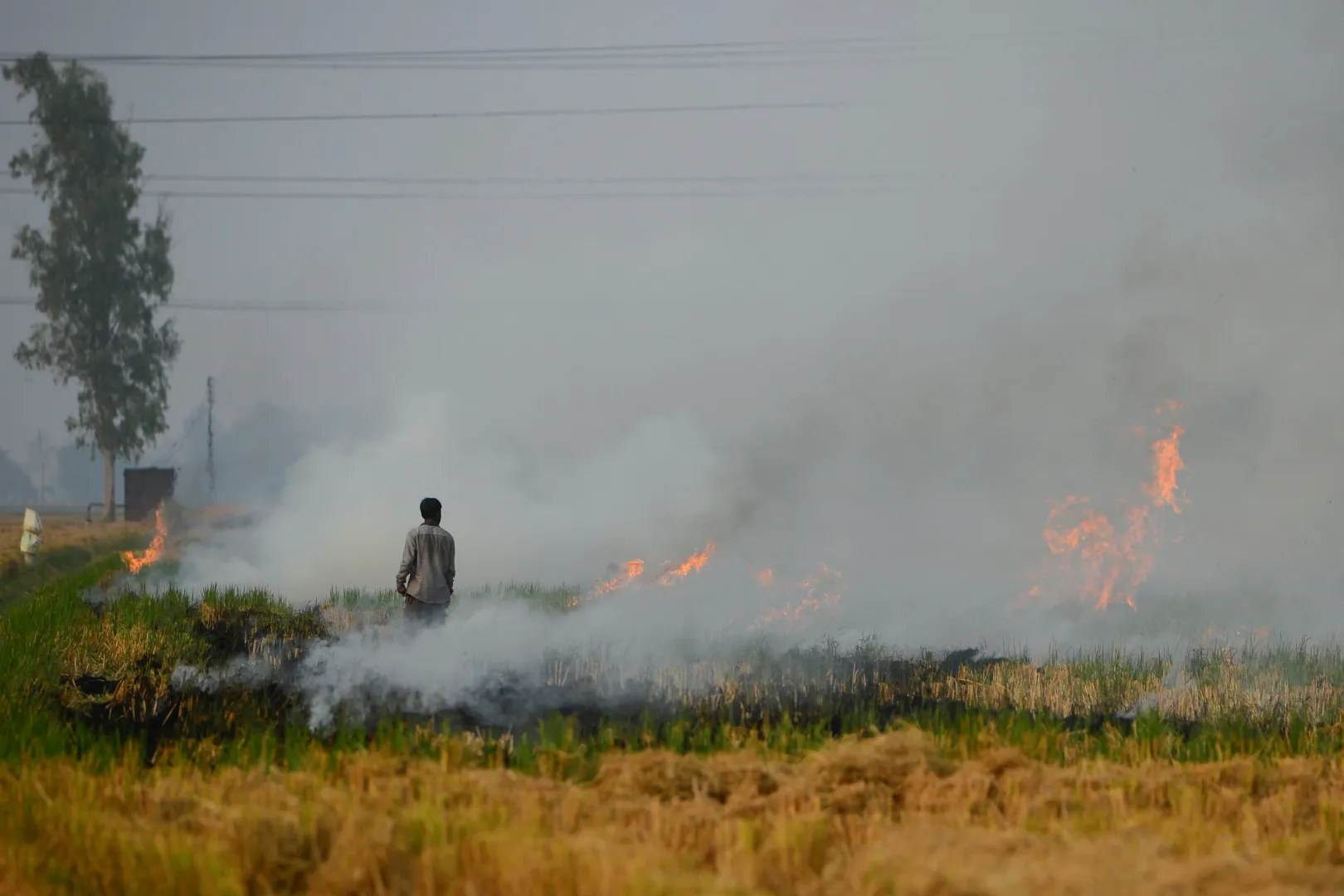 Szalmatarlót éget egy földműves a betakarítás után egy rizsföldön, Jalandhar külvárosában – Fotó: Shammi Mehra / AFP
