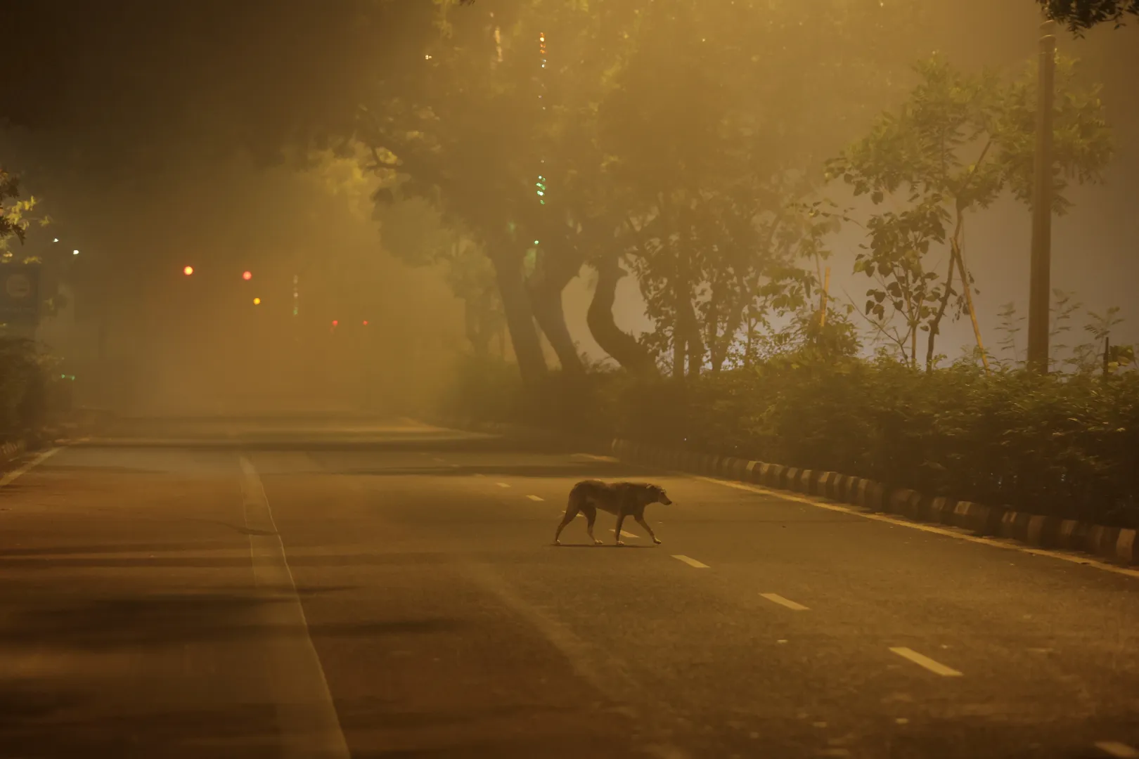 Kóbor kutya sétál a hajnali órákban Újdelhiben – Fotó: Anushree Fadnavis / Reuters