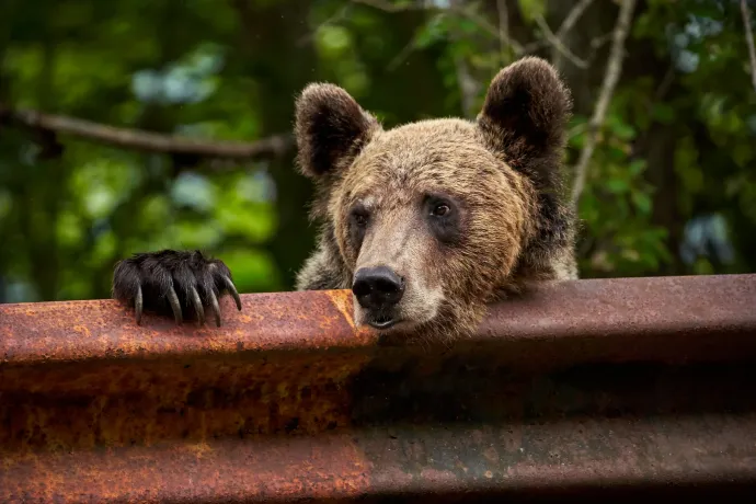 Volt államtitkár: Elsietett döntés volt a medvekilövési kvóta 2016-os felfüggesztése