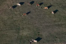 Veszett marhát találtak Szabolcs-Szatmárban