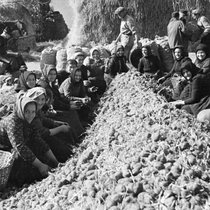 Hogy terjedt el a krumpli Magyarországon egy indonéziai vulkánkitörés miatt?