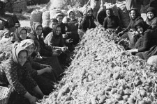 Hogy terjedt el a krumpli Magyarországon egy indonéziai vulkánkitörés miatt?