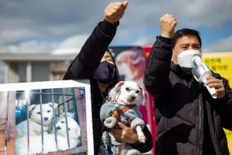 Dél-Korea betilthatja a kutyahúsevést