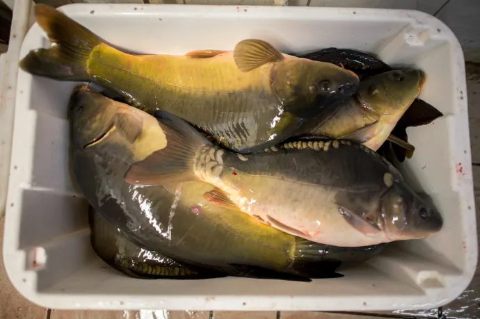 Akár napi 60 ezret lehet keresni halpucolással a karácsonyi szezonban