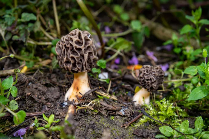 Amerikai kucsmagomba (Morchella americana) és az élénkszínű kenyérgomba (Lactifluus oedematopus) – Fotó: Molnár Rudolf