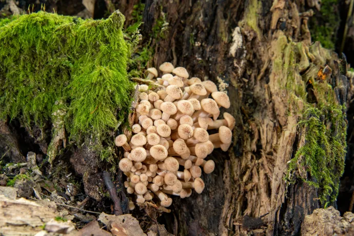 Csoportos tuskógomba (Desarmillaria tabescens) – Fotó: Molnár Rudolf