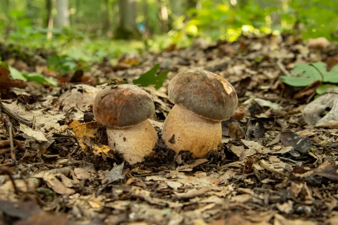 Bronzos vargánya (Boletus aereus) és Piros tinóru (Hortiboletus rubellus) – Fotó: Molnár Rudolf