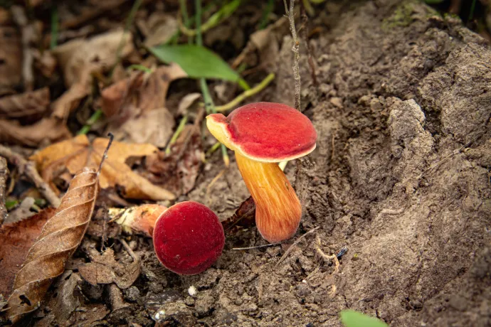 Bronzos vargánya (Boletus aereus) és Piros tinóru (Hortiboletus rubellus) – Fotó: Molnár Rudolf