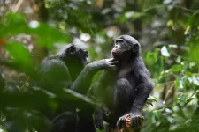 Emberszabású-csoportok hajlandóak összedolgozni, a bonobók szexszel oldják fel a konfliktust