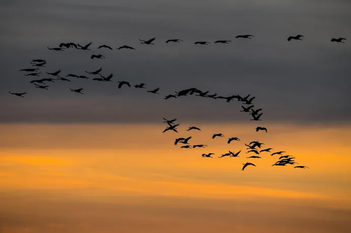 Madárinfluenza miatt hullanak az átvonuló darvak