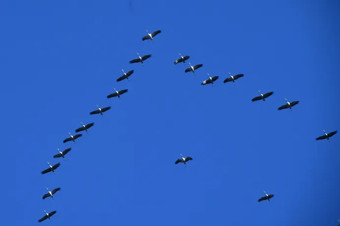 Szürke darvak repülnek a Pest vármegyei Csobánka környékén 2023. november 2-án – Fotó: Kovács Attila / MTI