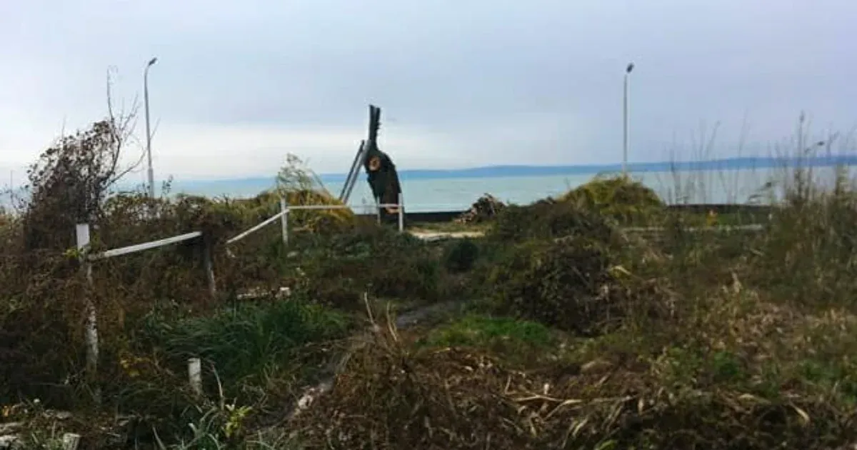 Telex: Megcsonkították a Kádár-sziget fűzfáját a Club Aliga 2 sétányon