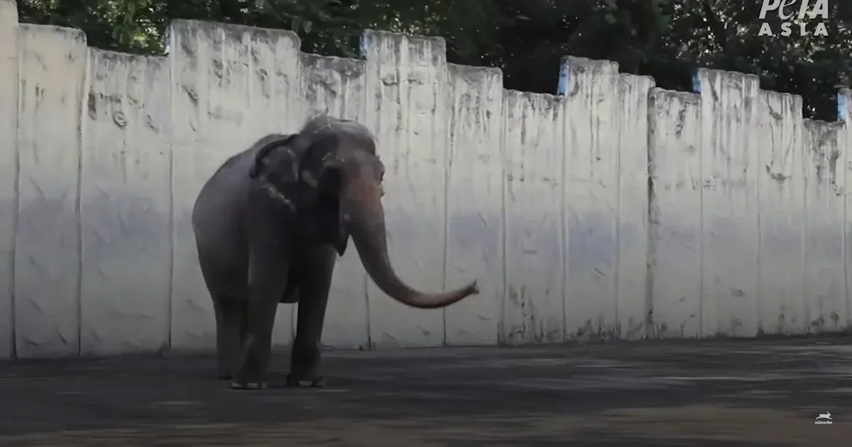 Elpusztult a világ legszomorúbb elefántja
