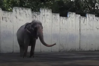 Elpusztult a világ legszomorúbb elefántja