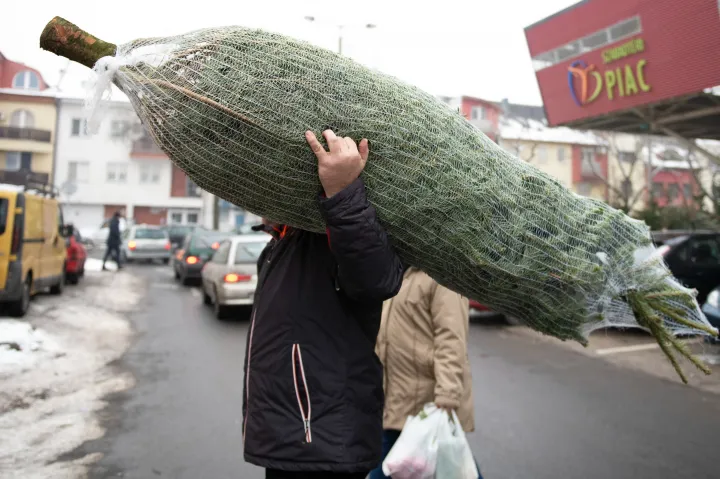 10 ezer forint alatt nehéz lesz idén nagy karácsonyfát venni