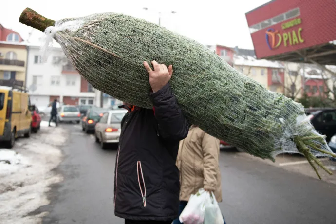 10 ezer forint alatt nehéz lesz idén nagy karácsonyfát venni