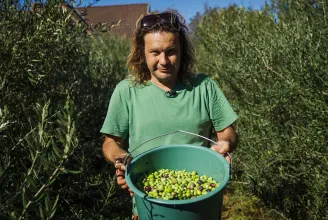 Megnéztük, milyen egy olívaszüret Magyarországon