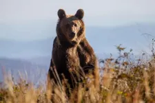 Két vadászt sebesített meg egy medve Beszterce-Naszód megyében