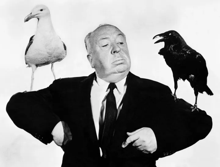 Hitchcock féltett madaraival az 1963-as Madarak című film forgatásán, Hollywoodban – Fotó: STF / AFP