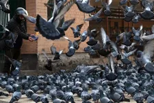 Szándékosan gázolt galambokat egy taxisofőr Japánban, letartóztatták