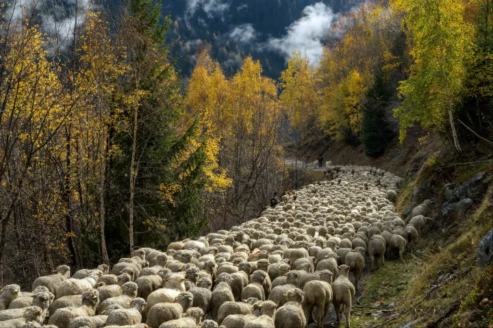 A transzhumáló pásztorkodás felkerült az emberiség kulturális örökségének listájára