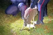 Négy napig volt szökésben a kanadai kenguru, aztán pofán vágta a kiérkező rendőrt