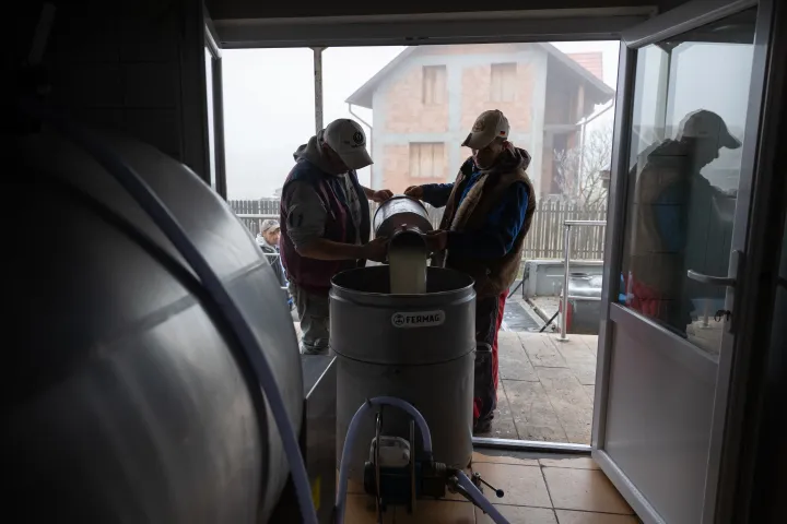 Begyűjtik a tejet a gazdáktól Gyergyóremetén, 2023. nov. 10-én – Fotó: Tóth Helga / Transtelex
