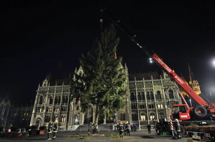 Pusztulnak a fenyők, de nincsenek veszélyben a magyar karácsonyfák
