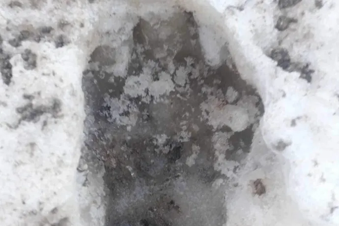 Medvét láttak a nógrádi vadászok