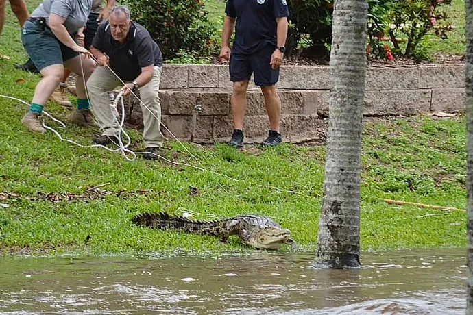 Krokodil úszkált az ausztrál város elárasztott utcáján