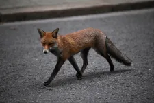 Szakértők: A legjobb, ha hozzászokunk a rókák jelenlétéhez a városokban