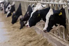 Masszívan veszteséges a hazai hús- és tejipar, az állam mégis rengeteg pénzzel támogatja a gazdaságokat