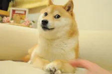 Meghalt Kabosu, a Doge-mémet inspiráló kutya