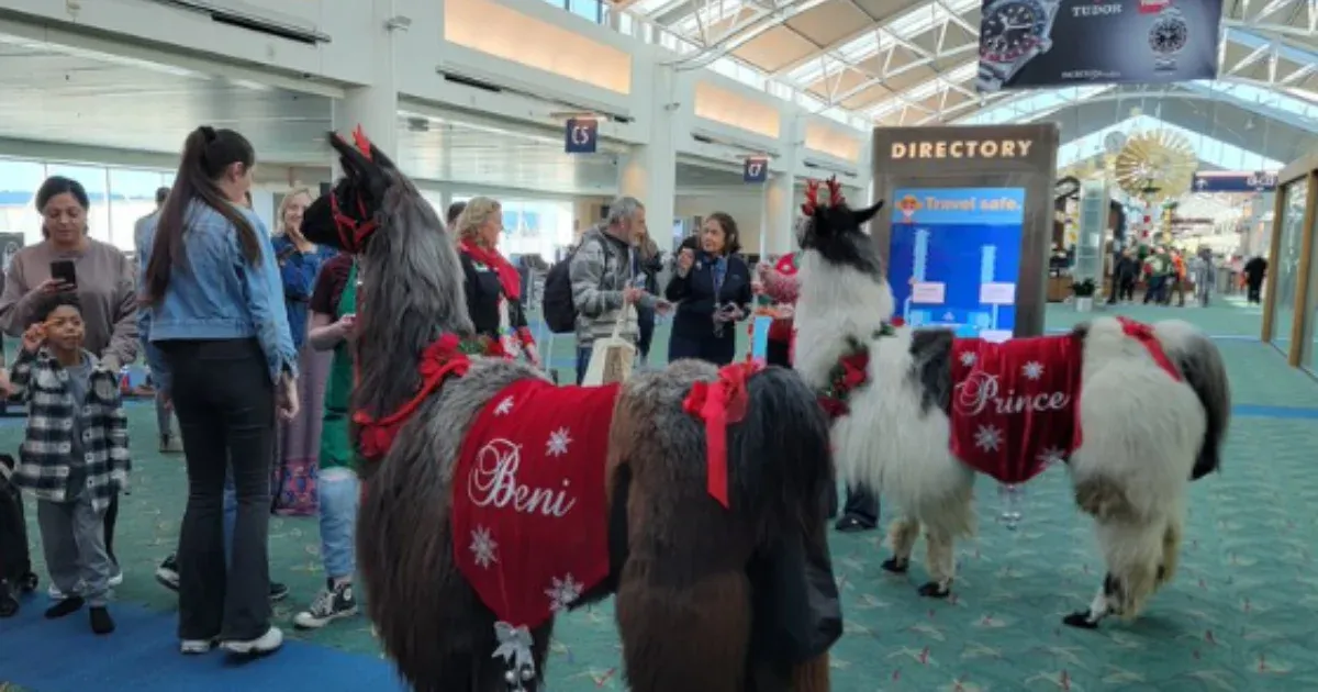 A therapeutic llama helps stressed-out passengers on vacation at Portland Airport