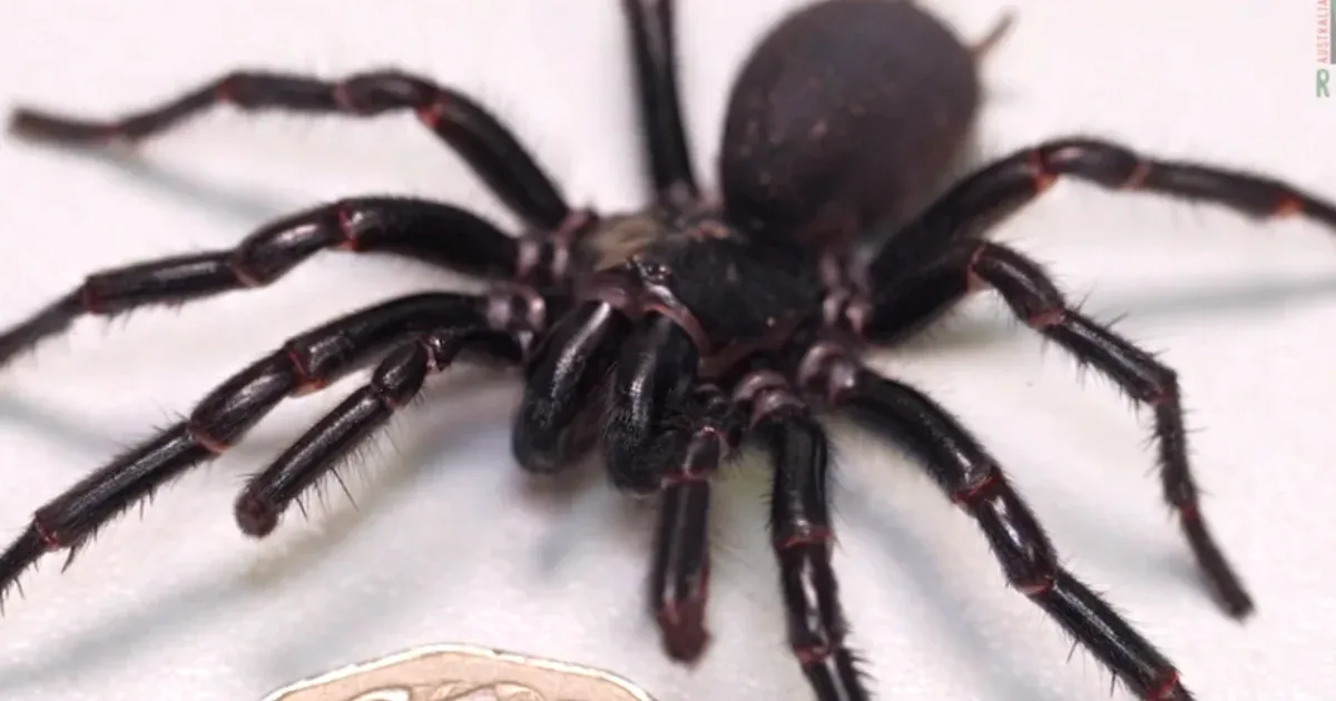 They found a record size of the world's most dangerous spider