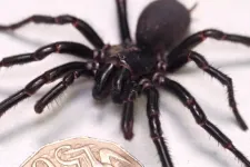 Rekordméretűt fogtak be a világ leghalálosabb pókjából
