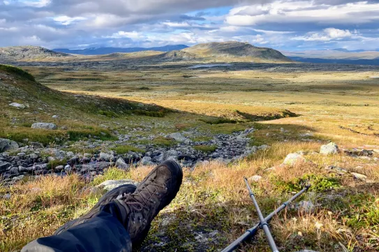 Misztikus ködből előbukkanó rénszarvasok Európa utolsó megmaradt vadonjában