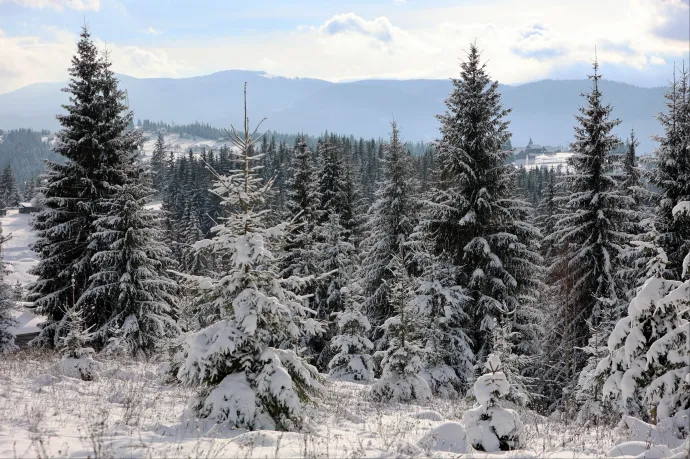 Miért nem hullik le ősszel az örökzöldek levele?