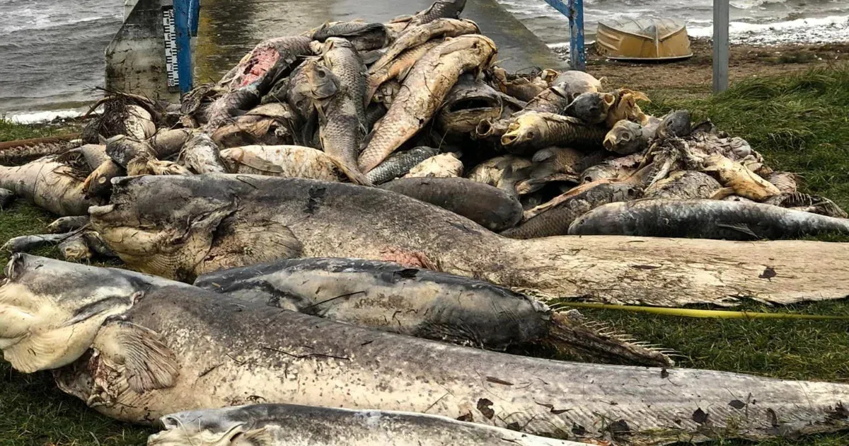 Tömegesen pusztulnak a halak a Pátkai víztározóban