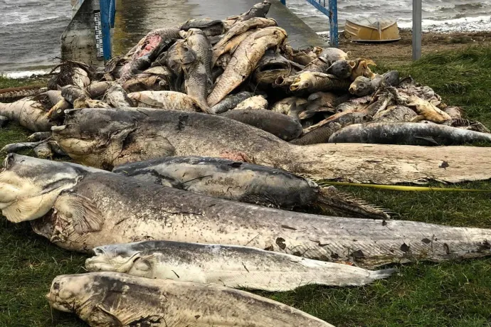 Tömegesen pusztulnak a halak a Pátkai víztározóban