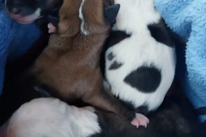 Újszülött kutyákat tett ki a kuka mellé a hidegbe, állatkínzásért eljárást indítottak ellene