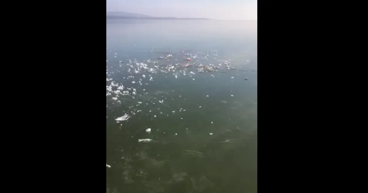 Belefagyott a jégbe egy hattyú Keszthelynél, de mire kiértek a vízimentők, egy róka széttépte