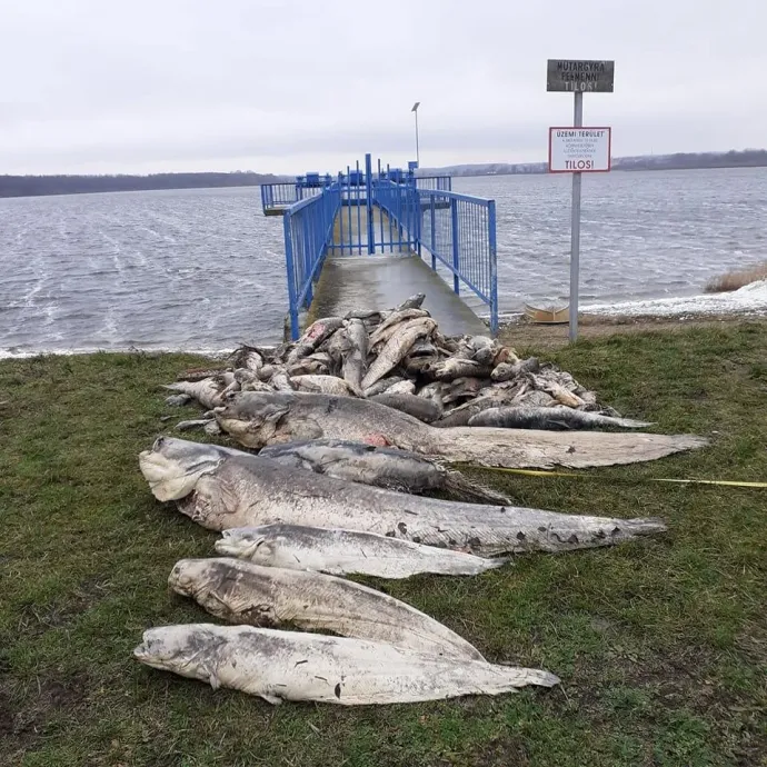 Elpusztult halak a víztározó partján – Fotó: Pátkai Víztározó / Facebook