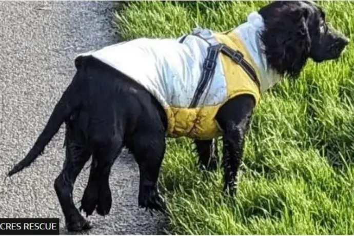 Két vaginája és hat lába volt egy kutyának, amit Walesben találtak meg. Most leoperálták két lábát